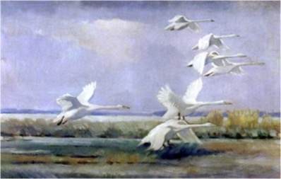 Swans by Lennart Segerstråle