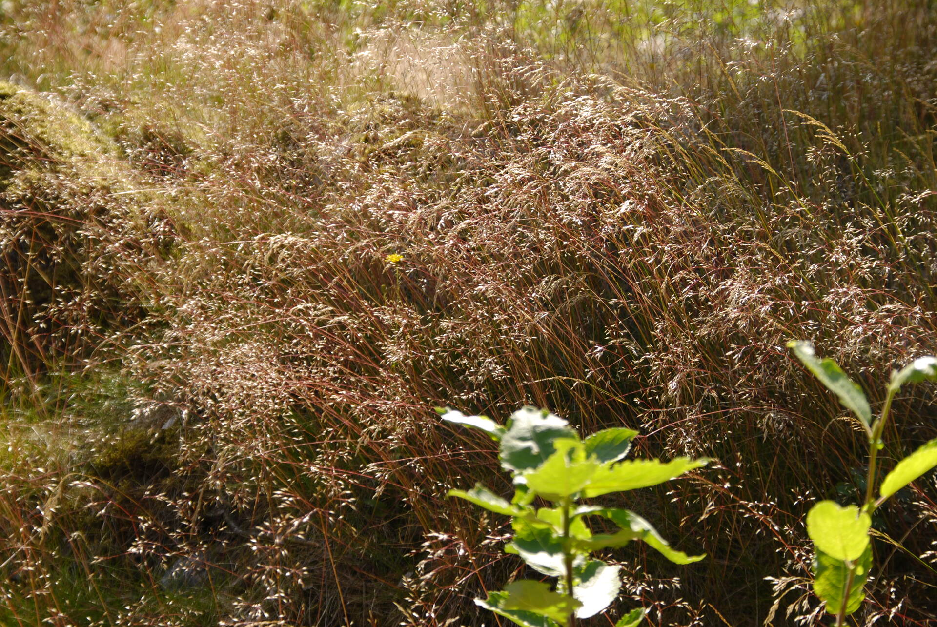 Grass and sun from behind